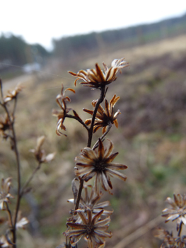 Fleurs sèches au mois de mars. Agrandir dans une nouvelle fenêtre (ou onglet)