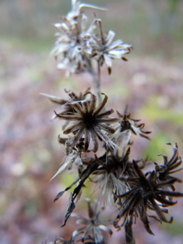 Fleurs sèches au mois de mars. Agrandir dans une nouvelle fenêtre (ou onglet)