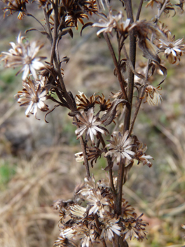 Fleurs sèches au mois de mars. Agrandir dans une nouvelle fenêtre (ou onglet)