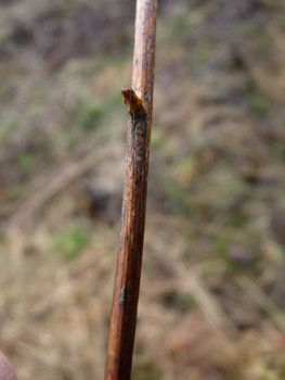 Tige sèche au mois de mars. Agrandir dans une nouvelle fenêtre (ou onglet)