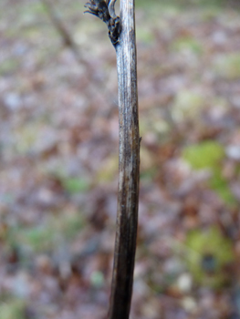 Tige sèche au mois de mars. Agrandir dans une nouvelle fenêtre (ou onglet)