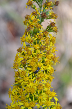 Fleurs jaunes groupées en capitule. Agrandir dans une nouvelle fenêtre ou onglet)