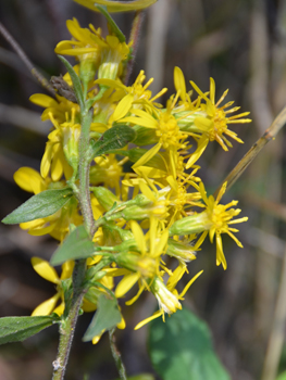 Fleurs jaunes groupées en capitule. Agrandir dans une nouvelle fenêtre ou onglet)