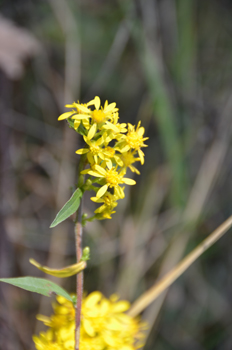 Fleurs jaunes groupées en capitule. Agrandir dans une nouvelle fenêtre ou onglet)