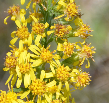 Fleurs jaunes groupées en capitule. Agrandir dans une nouvelle fenêtre ou onglet)