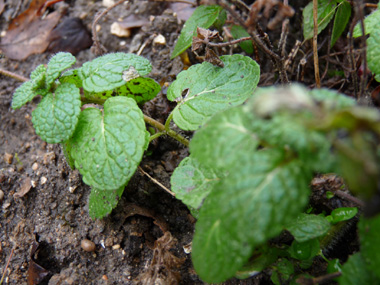 Feuilles ovales, pétiolées et dotées de petites dents. Agrandir dans une nouvelle fenêtre (ou onglet)