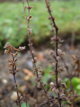 Fleurs roses, verticillées et espacées le long de la tige. Agrandir dans une nouvelle fenêtre (ou onglet)