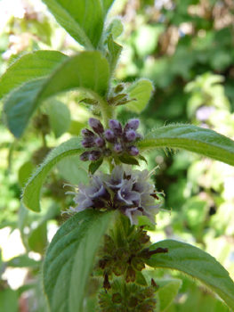 Fleurs roses, verticillées et espacées le long de la tige. Agrandir dans une nouvelle fenêtre (ou onglet)