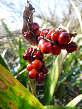 Fruits ouverts. Agrandir dans une nouvelle fenêtre (ou onglet)