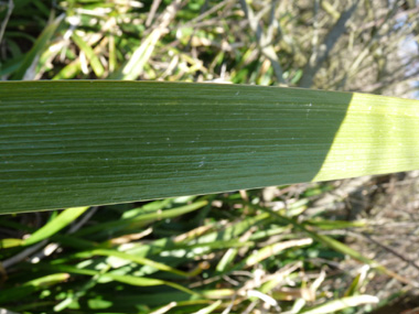 Feuilles raides, vert foncé, et dont la longueur est identique à celle de la tige. Agrandir dans une nouvelle fenêtre ou onglet)