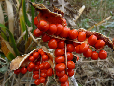 Fruits ouverts. Agrandir dans une nouvelle fenêtre (ou onglet)