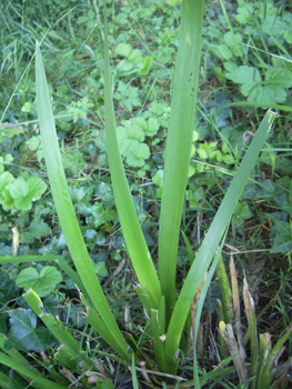 Feuilles raides, vert foncé, et dont la longueur est identique à celle de la tige. Agrandir dans une nouvelle fenêtre ou onglet)