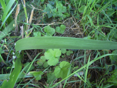 Feuilles raides, vert foncé, et dont la longueur est identique à celle de la tige. Agrandir dans une nouvelle fenêtre ou onglet)