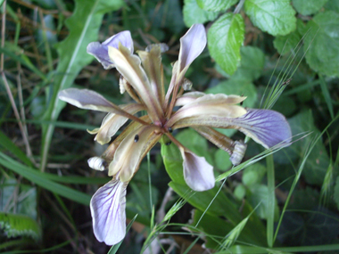 2 ou 3 fleurs pastels dont la couleur varie du bleu au jaune en passant par le blanc. Agrandir dans une nouvelle fenêtre ou onglet)