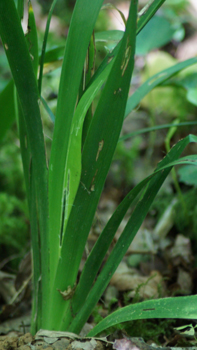 Feuilles raides, vert foncé, et dont la longueur est identique à celle de la tige. Agrandir dans une nouvelle fenêtre ou onglet)