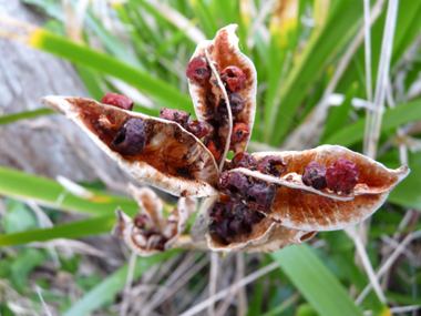 Fruits ouverts. Agrandir dans une nouvelle fenêtre (ou onglet)