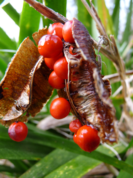 Fruits ouverts. Agrandir dans une nouvelle fenêtre (ou onglet)