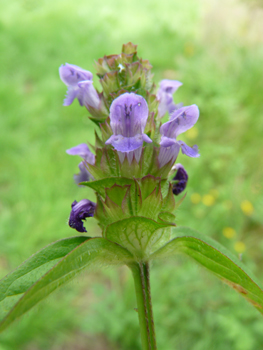 Petites fleurs (environ 1 cm de long), habituellement bleuâtres mais parfois purpurines voire plus rarement blanches. Elles sont disposées de sorte que l'on peut imaginer un cylindre disposé verticalement. Agrandir dans une nouvelle fenêtre (ou onglet)