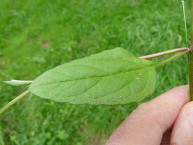 Feuilles opposées, longues de 6 cm pour 2 cm de large; faiblement dentées voire pas du tout. Agrandir dans une nouvelle fenêtre ou onglet)