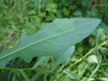 La face inférieure de la feuille est fréquemment glauque. Agrandir dans une nouvelle fenêtre (ou onglet)