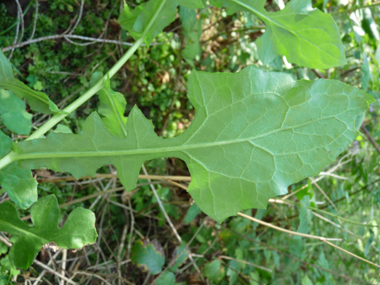 Capitule penché formé de 5 fleurs pourpres. Agrandir dans une nouvelle fenêtre (ou onglet)