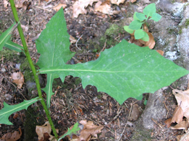 Longues feuilles molles embrassantes et cordées à la base. Les supérieures sont lancéolées et les inférieures ovales. Le verso est glauque. Agrandir dans une nouvelle fenêtre (ou onglet)