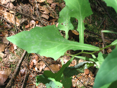 Longues feuilles molles embrassantes et cordées à la base. Les supérieures sont lancéolées et les inférieures ovales. Le verso est glauque. Agrandir dans une nouvelle fenêtre (ou onglet)