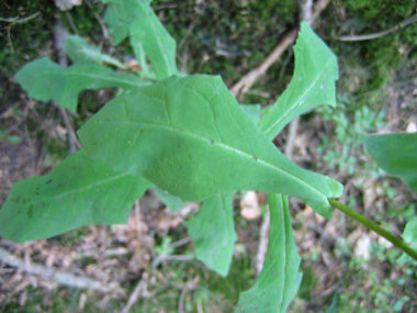 Longues feuilles molles embrassantes et cordées à la base. Les supérieures sont lancéolées et les inférieures ovales. Le verso est glauque. Agrandir dans une nouvelle fenêtre (ou onglet)