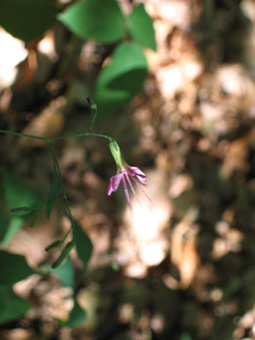 Capitule penché formé de 5 fleurs pourpres. Agrandir dans une nouvelle fenêtre (ou onglet)