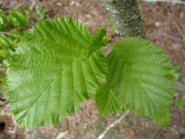 Feuilles dentées vert vif. Agrandir dans une nouvelle fenêtre (ou onglet)