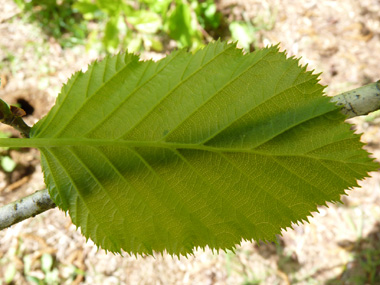 Verso de la feuille. Agrandir dans une nouvelle fenêtre (ou onglet)