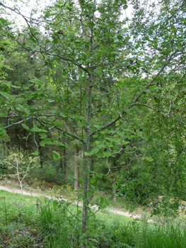 Arbuste ou petit arbre de 5 à 15 mètres de haut. Agrandir dans une nouvelle fenêtre (ou onglet)