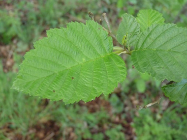 Feuilles simples et alternes. Aiguës et doublement dentées, elles sont en coin à la base. Agrandir dans une nouvelle fenêtre (ou onglet)