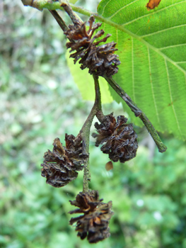 Fruits (strobiles) formant des akènes réunis en des cônes ovoïdes de 1,5 cm de longueur. Agrandir dans une nouvelle fenêtre (ou onglet)