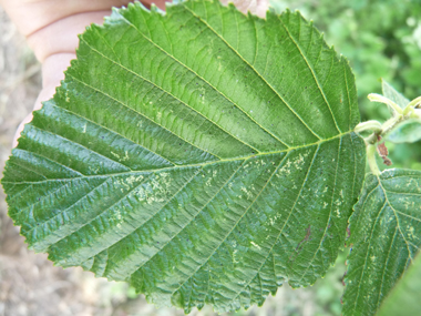 Feuilles simples et alternes. Aiguës et doublement dentées, elles sont en coin à la base. Agrandir dans une nouvelle fenêtre (ou onglet)