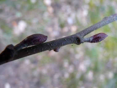 Bourgeons brunâtres présents au bout d'un petit pédoncule. Agrandir dans une nouvelle fenêtre (ou onglet)