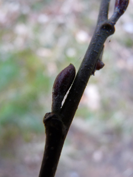 Bourgeons brunâtres présents au bout d'un petit pédoncule. Agrandir dans une nouvelle fenêtre (ou onglet)