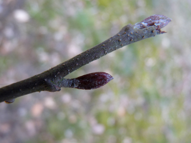 Bourgeons brunâtres présents au bout d'un petit pédoncule. Agrandir dans une nouvelle fenêtre (ou onglet)