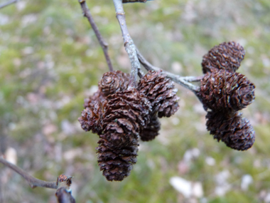 Fruits (strobiles) formant des akènes réunis en des cônes ovoïdes de 1,5 cm de longueur. Agrandir dans une nouvelle fenêtre (ou onglet)