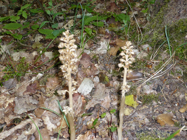 Tige robuste dépourvue de feuilles et ressemblant à une asperge. Agrandir dans une nouvelle fenêtre (ou onglet)