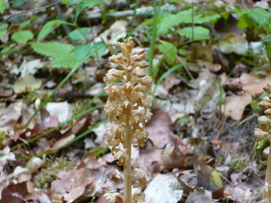 Fleurs regroupées en épi. Agrandir dans une nouvelle fenêtre (ou onglet)