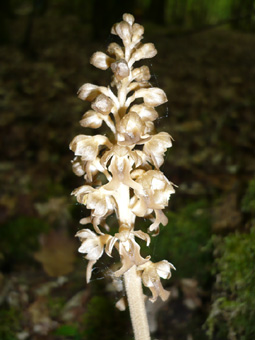 Fleurs regroupées en épi. Agrandir dans une nouvelle fenêtre (ou onglet)