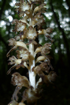 Fleurs regroupées en épi. Agrandir dans une nouvelle fenêtre (ou onglet)