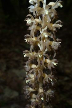 Fleurs regroupées en épi. Agrandir dans une nouvelle fenêtre (ou onglet)