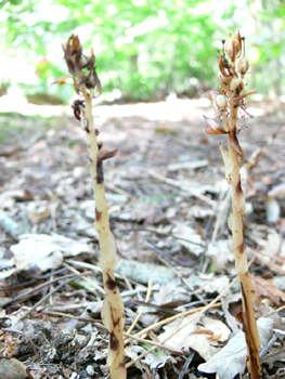 Tige robuste dépourvue de feuilles et ressemblant à une asperge. Agrandir dans une nouvelle fenêtre (ou onglet)