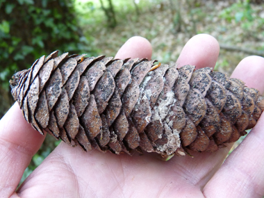 Cônes lisses et pendants, d'abord verts puis bruns brillants, longs de 20 cm et présents à l'extrémité des branches. Agrandir dans une nouvelle fenêtre (ou onglet)