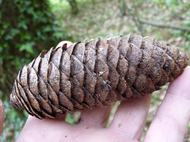 Cônes lisses et pendants, d'abord verts puis bruns brillants, longs de 20 cm et présents à l'extrémité des branches. Agrandir dans une nouvelle fenêtre (ou onglet)