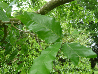 Feuilles faisant plutôt penser à celles du châtaignier. Agrandir dans une nouvelle fenêtre (ou onglet)