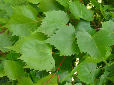 Feuilles caduques dentées faisant immanquablement penser à celles de la vigne. Agrandir dans une nouvelle fenêtre (ou onglet)