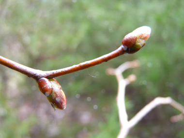 Petits bourgeons. Agrandir dans une nouvelle fenêtre (ou onglet)